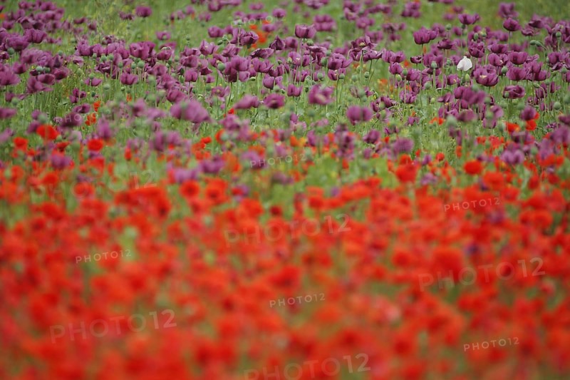 Flower meadow with opium poppy