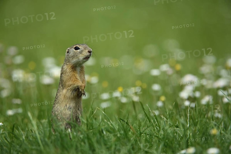 European ground squirrel