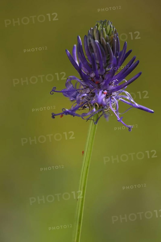 Hemispherical devil's claw