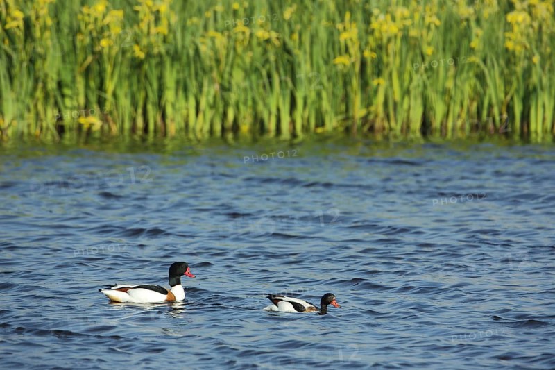 Common shelduck