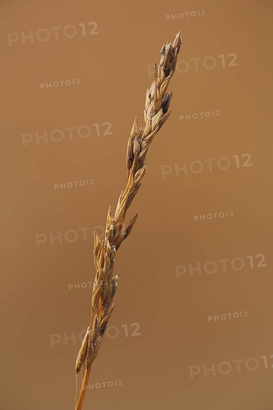 Purple moor grass