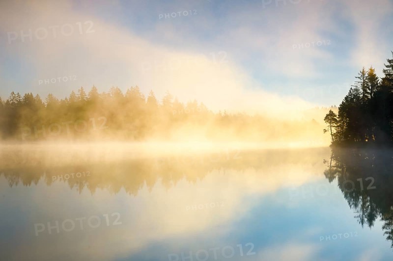 Pine and forest silhouette at sunrise backlit with fog over the bog lake Etang de la Gruere in the canton of Jura
