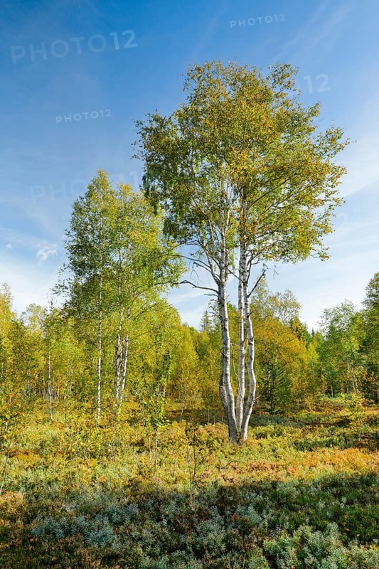 Large birch trees in early autumn with sunshine and blue sky