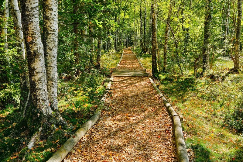 Forest path in the birch forest near Les Ponts-de-Martel in the canton of Neuchatel