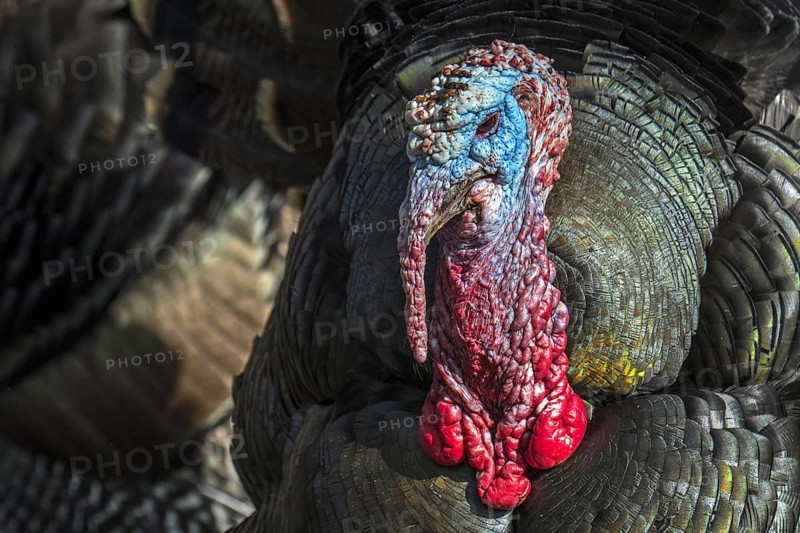 Wild turkey