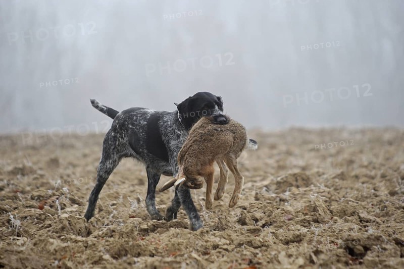 Hunting dog German Wirehaired retrieves hare