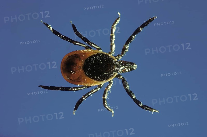 Deer Tick