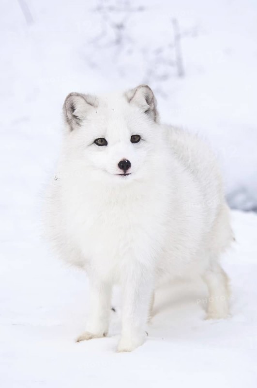 Arctic fox