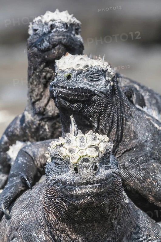Marine iguana