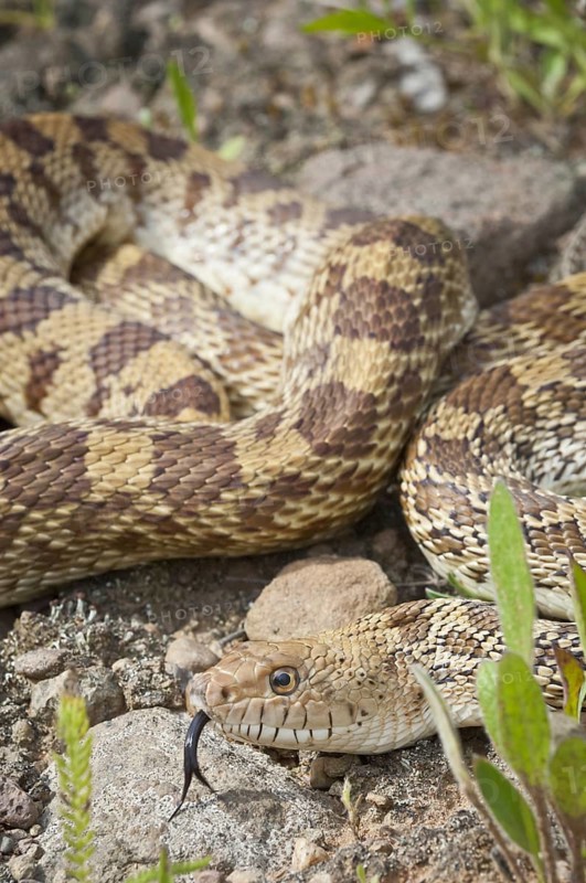 Texas bull snake