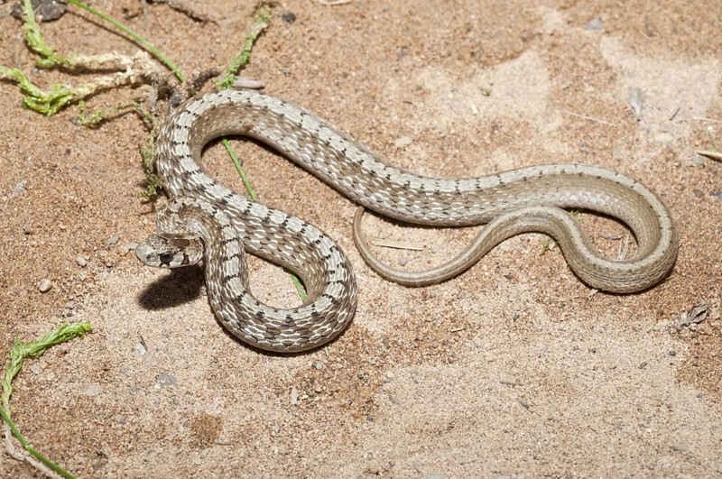 Little brown snake