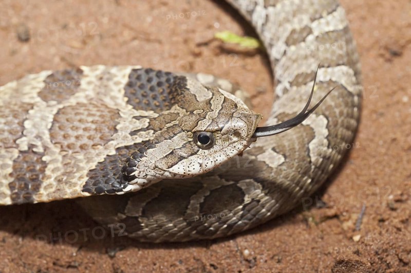 Eastern hognose snake