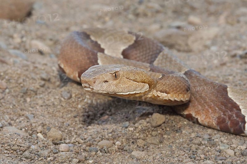 Broadbanded copperhead