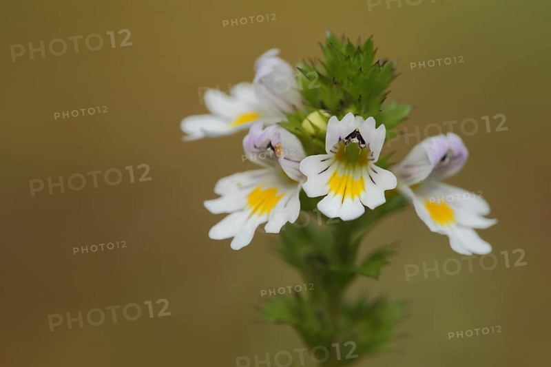 Common Eyebright