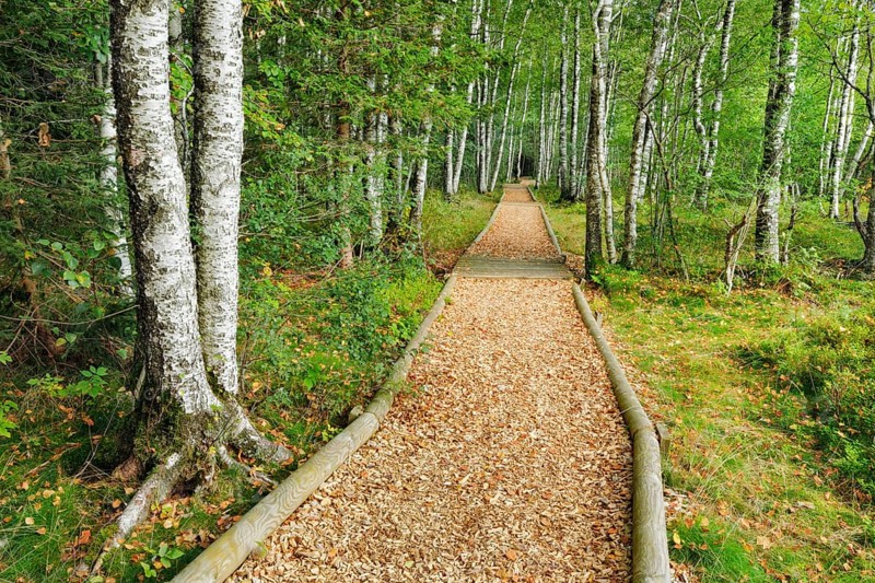 Forest path in the birch forest near Les Ponts-de-Martel in the canton of Neuchatel
