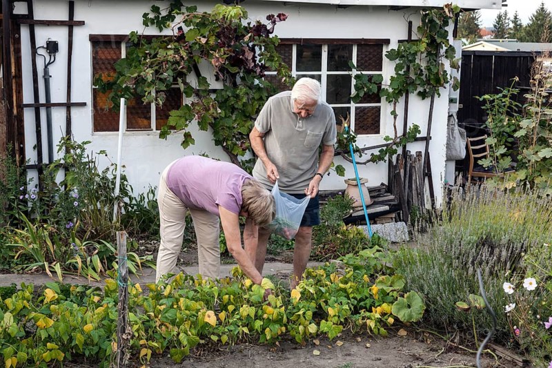 Retired couple in the allotment garden during the harvest