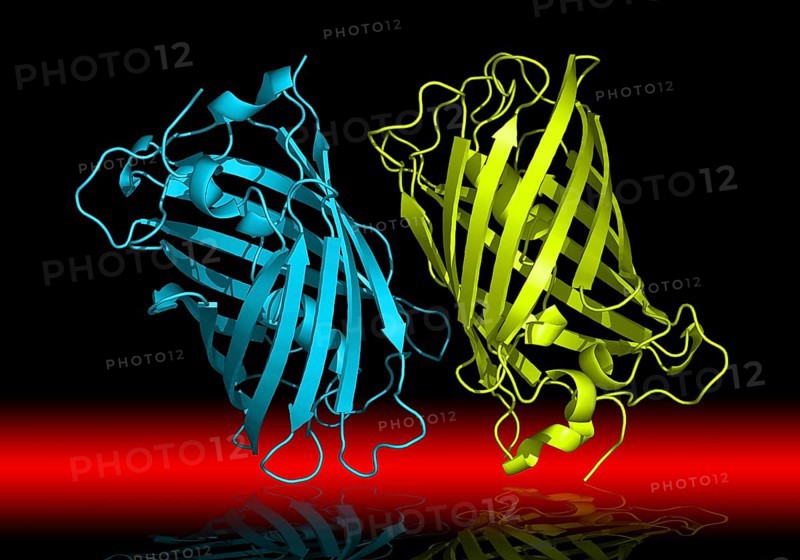 The green fluorescent protein