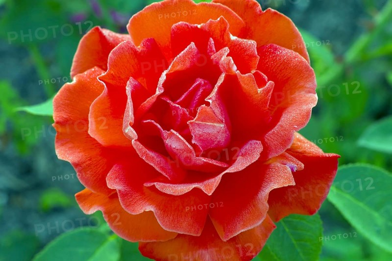 Alexander noble rose