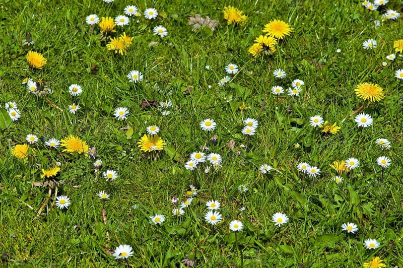 Spring meadow in the Botanical Garden of Bremen