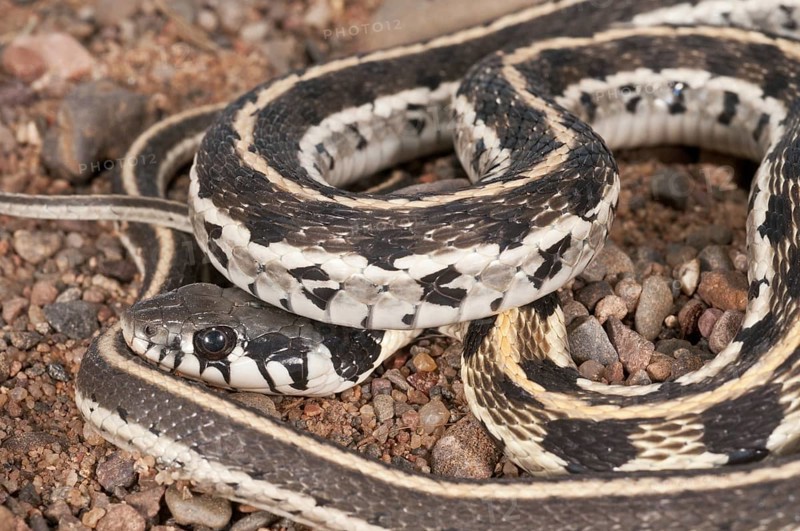 Black-necked garter snake