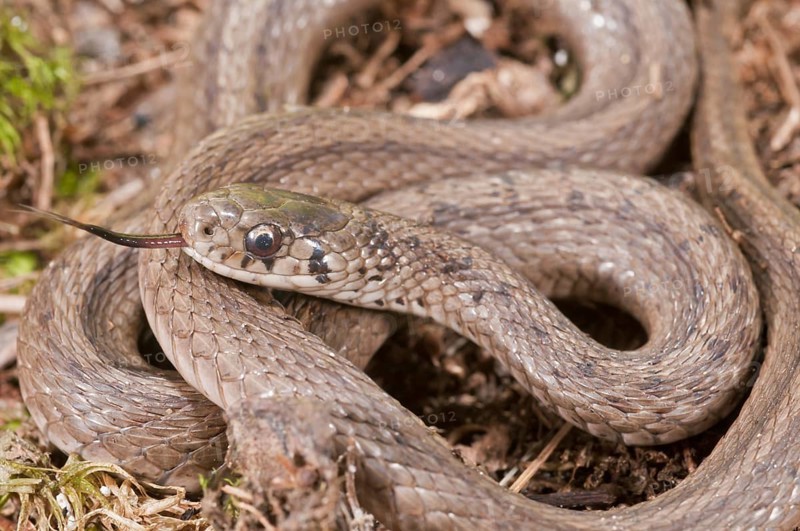 Brown snake