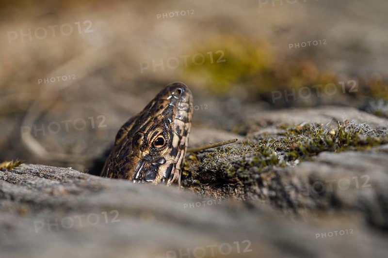 Common wall lizard