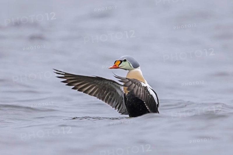 King eider