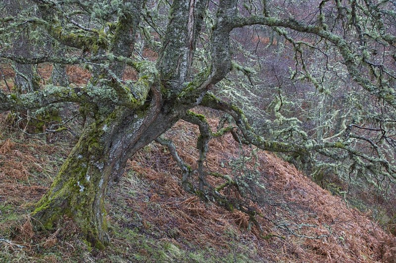 Silver birch