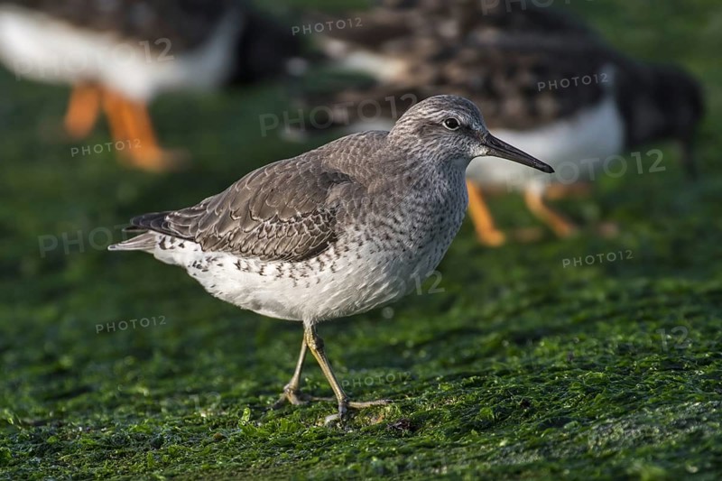 Red knots