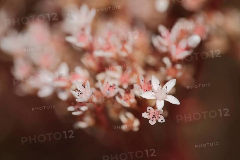 Flower of white stonecrop