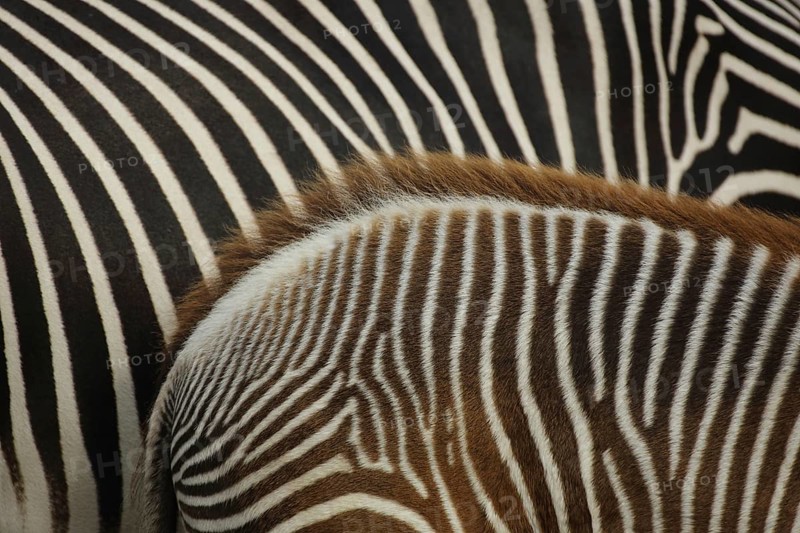 Grevy's zebra