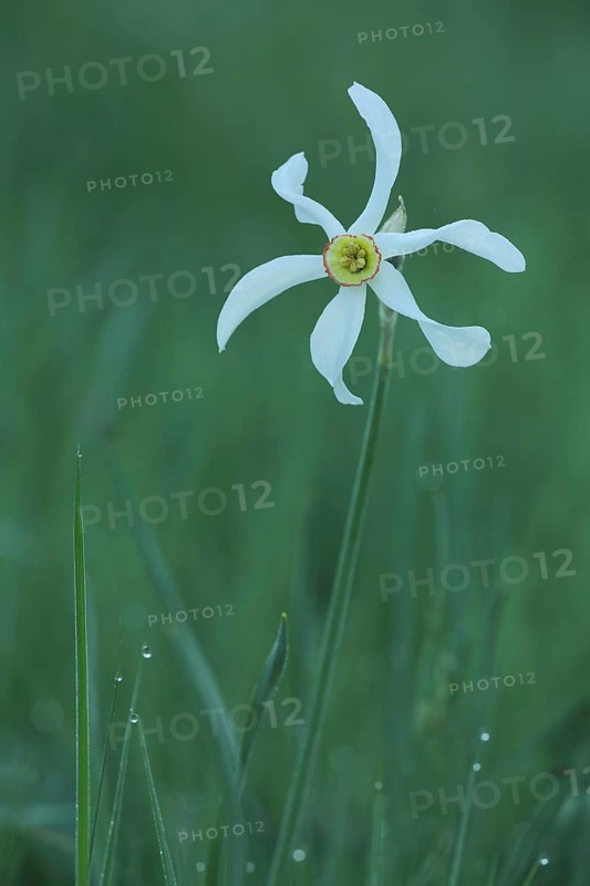 Poet's daffodil