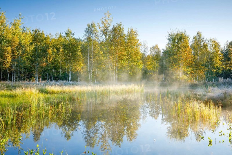 The first rays of sunlight bathe the birch forest and grasses in a warm light