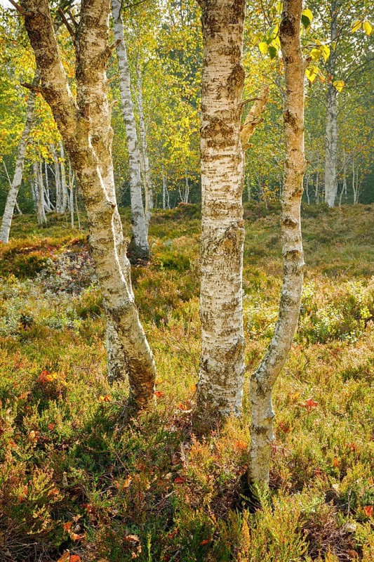 Birch forest and heather bushes in the backlight