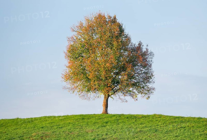 Lone lime tree on hilltop in autumn near Oetwil am See in the Zurich Oberland