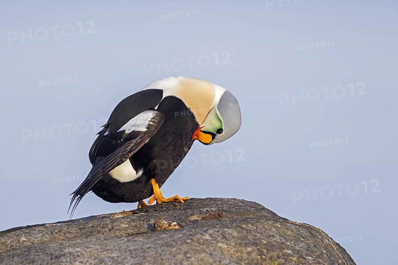 King eider