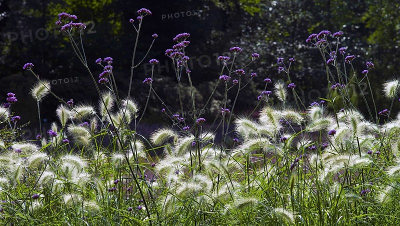Dwarf fountain grass
