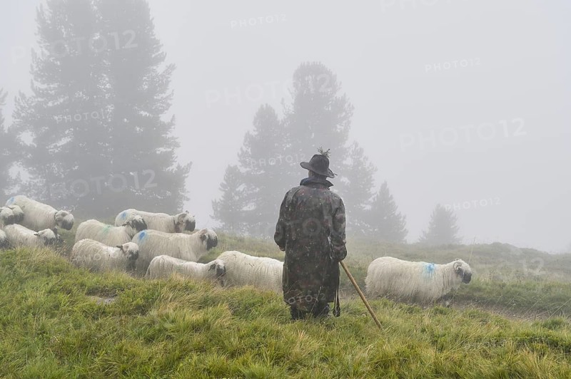 A shepherd with a flock of Valais black-nosed domestic sheep