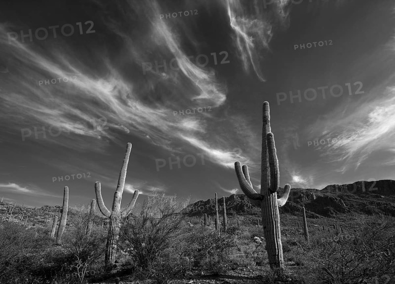 Saguaro Cactus