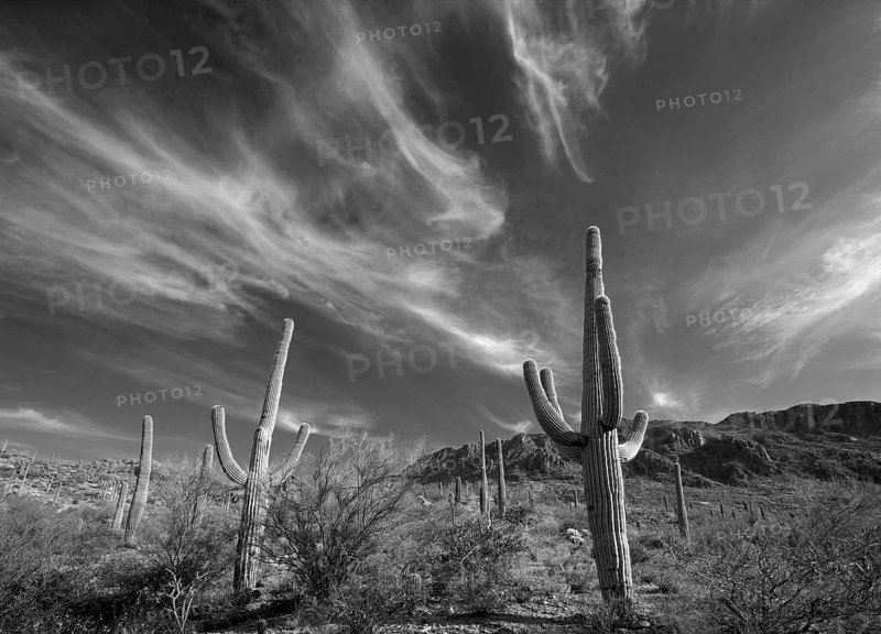 Saguaro Cactus
