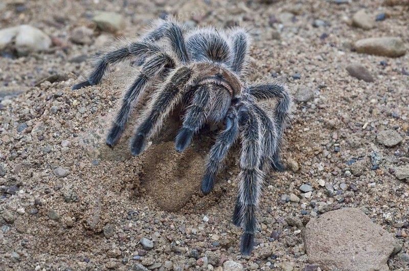 Rose-haired tarantula