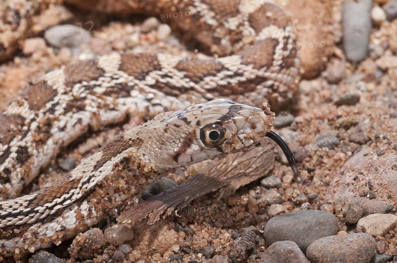Sonoran gopher snake