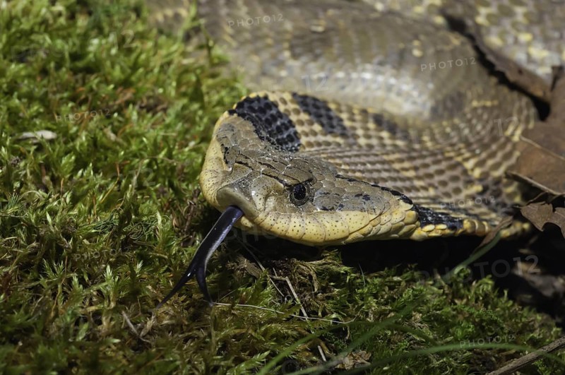 Eastern hognose snake