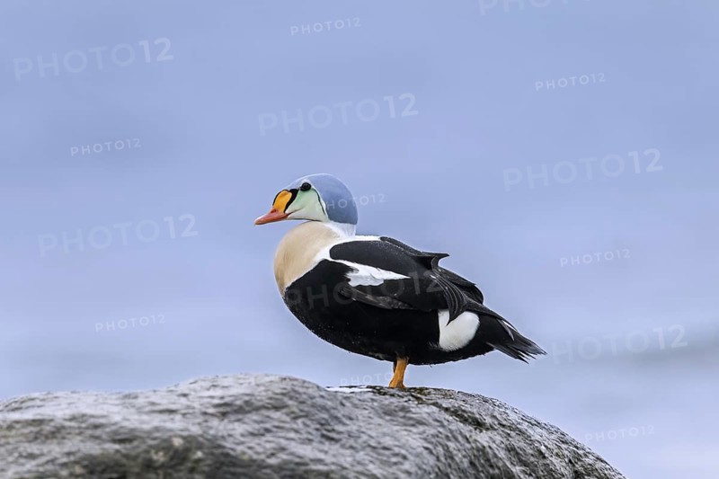 King eider
