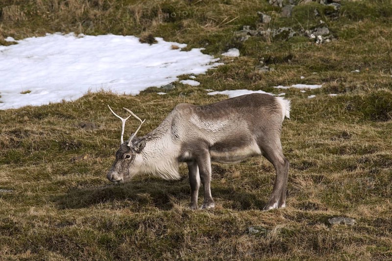 Reindeer