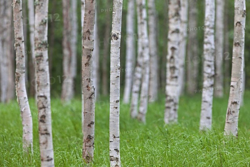 Silver birch