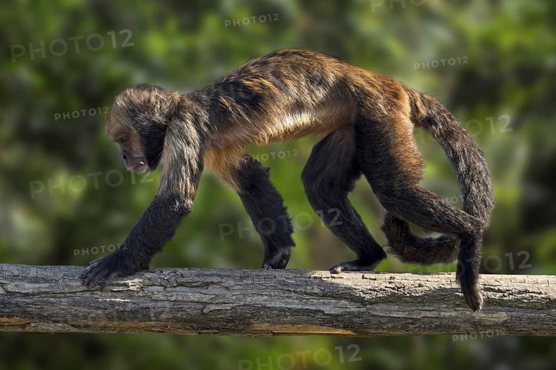 Golden-bellied capuchin