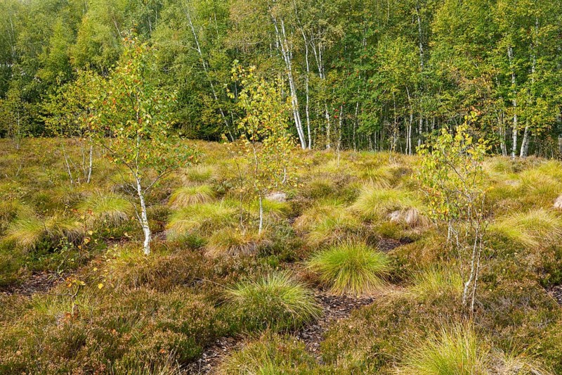 Birches and heather in the high moor near Les Ponts-de-Martel in the canton of Neuchatel