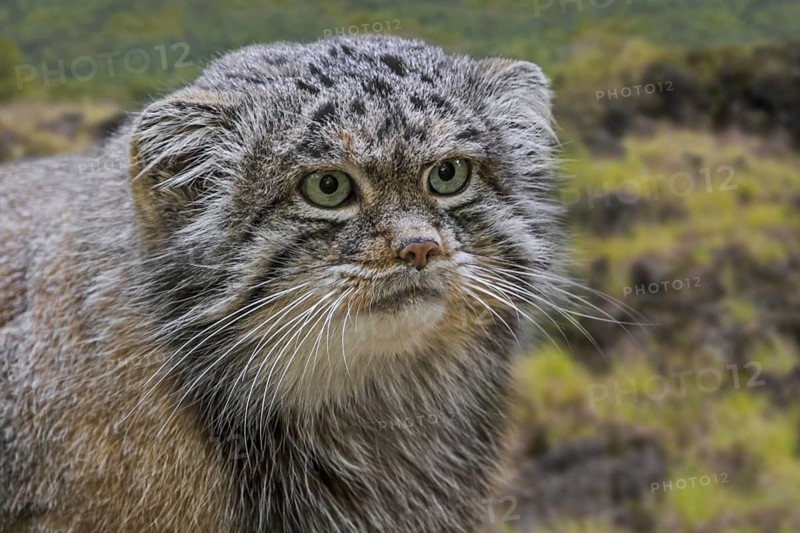 Pallas's cat
