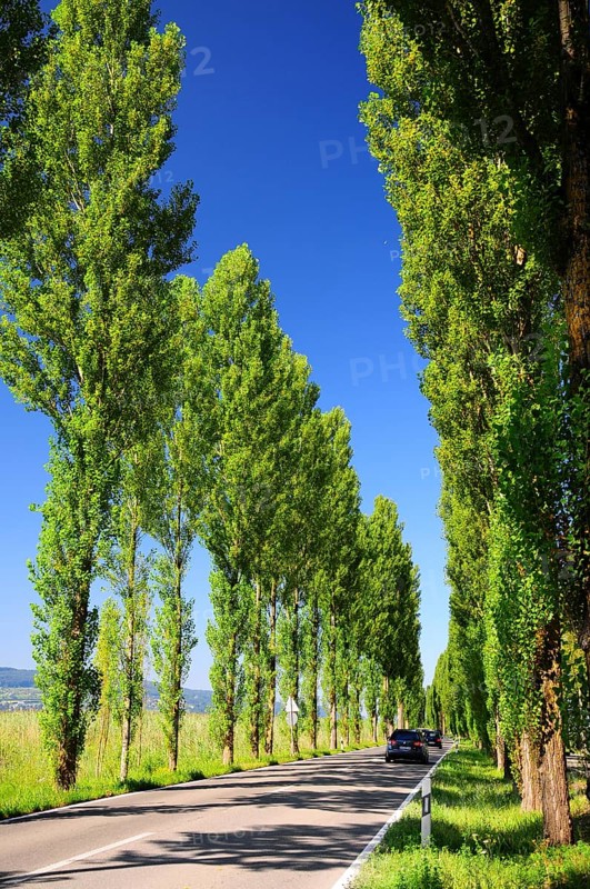 Avenue on the island of Reichenau on Lake Constance